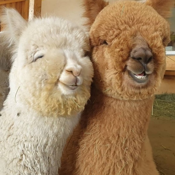 Meet your Posher, Linda - Picture 1 of 1